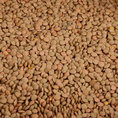 Dried Lentil Beans 20 Lb