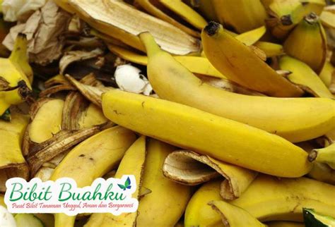 Kreasi Limbah Kulit Pisang Unik Yang Pasti Anda Belum Tahu Bibit Buahku