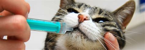 5 Best Dewormers for Cats - Dec. 2024 - BestReviews