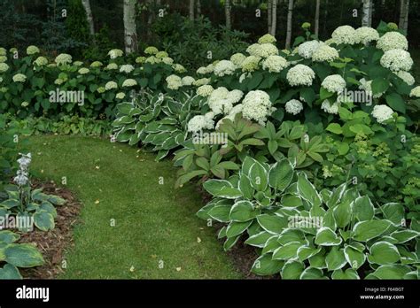 Hydrangeas Border Stock Photo 89836680 Alamy