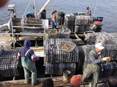 Hollie Wood Oyster Farm Tour Comox Harbour Charters