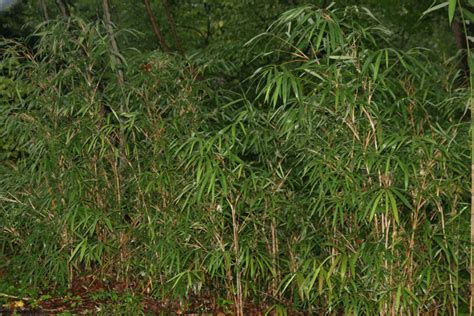 5 Incredible Plants That Thrive in Swamps - A-Z Animals