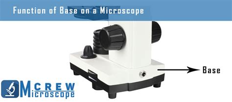 What is the Function of the Base in a Microscope? - Microscope Crew