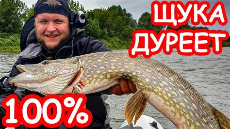 Лучшая резина на щуку. Крупная щука на Днепре. Рыбалка 2019 - YouTube