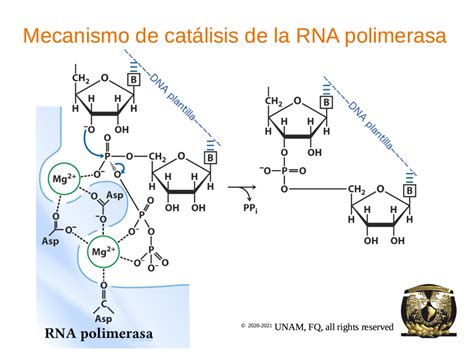 El Sitio Activo De Las Rna Polimerasas