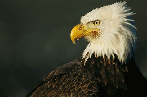 How do we decide which species are endangered or threatened?