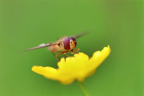 Fly Flower Petals Free Photo On Pixabay Pixabay