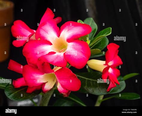 Adenium Obesum Anouk Hi Res Stock Photography And Images Alamy