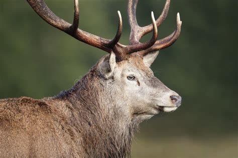 Portrait Of A Red Deer Stag Stock Photo Image Of Animal Mammal