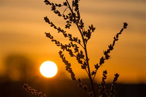 Wallpaper Sunlight Landscape Sunset Nature Reflection Sky Silhouette Branch Sunrise