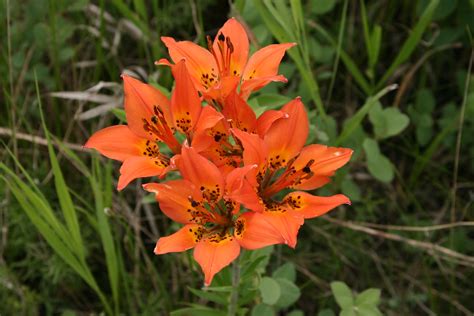 Saskatchewan Flower