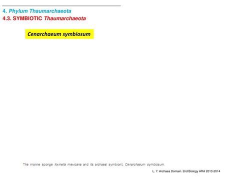 PPT - 1. Diversity and Phylogeny of Archaea 2. Phylum Euryarchaeota 3 ...