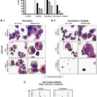 Effects Of The Combination Of Chloroquine And Imatinib On Cell