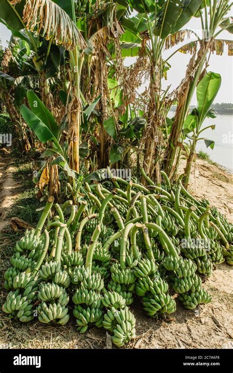 Banana harvesting hi-res stock photography and images - Alamy