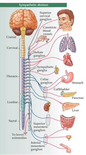 Gross Anatomy The Autonomic Nervous System Flashcards Quizlet