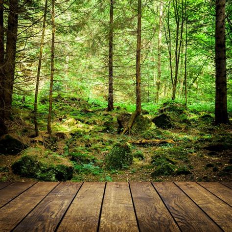 Floresta árvores natureza verde madeira luz solar fundos céu Foto Premium