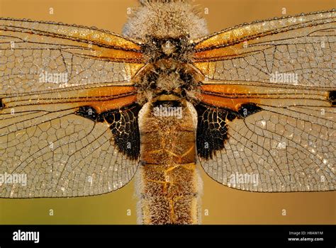 Four Spotted Chaser Libellula Quadrimaculata Dragonfly Covered With