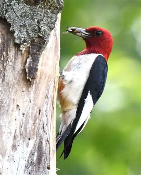 Red-Headed Woodpecker - Facts, Diet, Habitat & Pictures on Animalia.bio