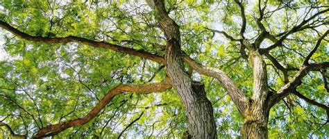 Keeping Your Trees Healthy Tips From A Professional Arborist