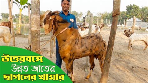 উত্তরবঙ্গে উন্নত জাতের ছাগলের খামার অরিজিনাল বিটল তোতাপুরি ও হরিয়ানা ছাগল পালন Goatfarm