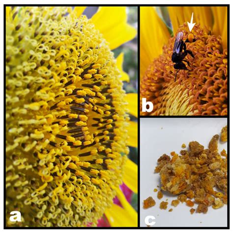 Molecules Free Full Text Stingless Bee Collected Pollen Bee Bread