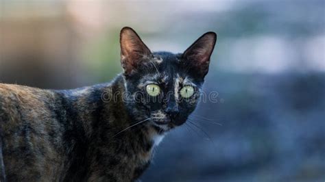 dirty cat stock photo image  street scary zoom