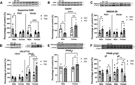 Prenatal THC Exposure Induces Sex Dependent Neuropsychiatric