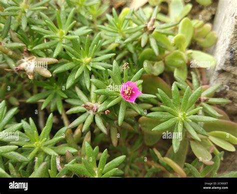 Rosa De Los Vientos De Colores Fotograf As E Im Genes De Alta