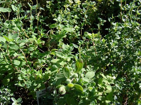 Thymus vulgaris (garden thyme): Go Botany