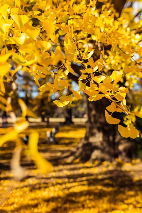 Golden Ginkgo Leaves | Ginkgo leaf, Autumn leaves photography, Autumn ...