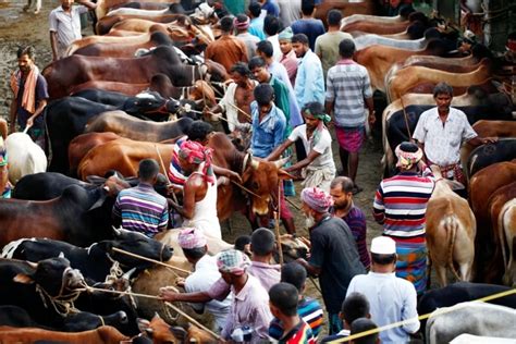 Govt Issues Instructions On Cattle Markets