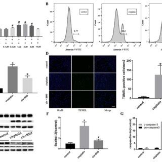 BIO activated the Wnt β catenin pathway in HK 2 cells A B Cell