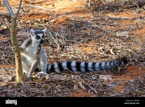 Ring-tailed lemur, Madagascar Stock Photo - Alamy