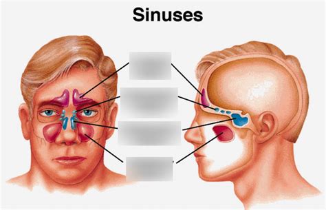 Sinus Diagram Quizlet