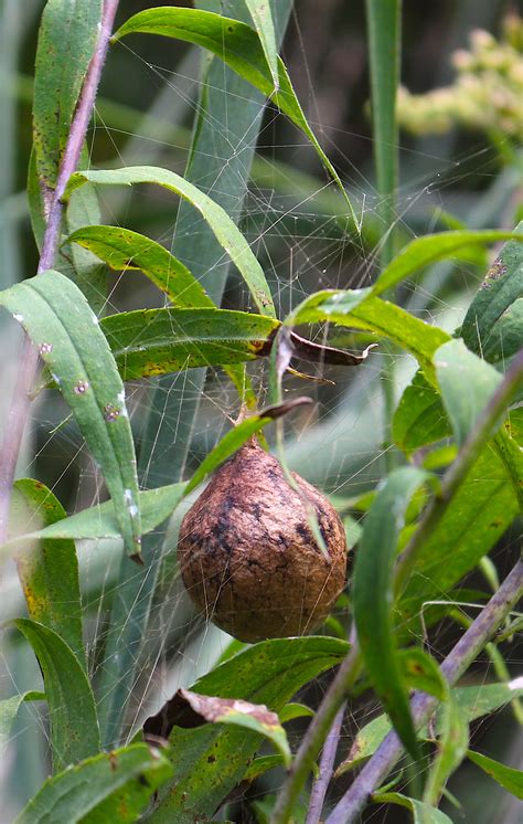 garden spider egg sac | Piedmont Gardener