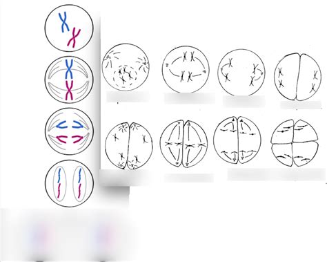 Cell Division Diagram | Quizlet