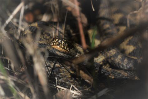 Snug A Male Adder Vipera Berus Mosaic Basking Ie Partly Flickr