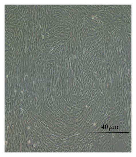 The Characteristics Of Uc Mscs A Morphology Of Uc Mscs B The Download Scientific Diagram