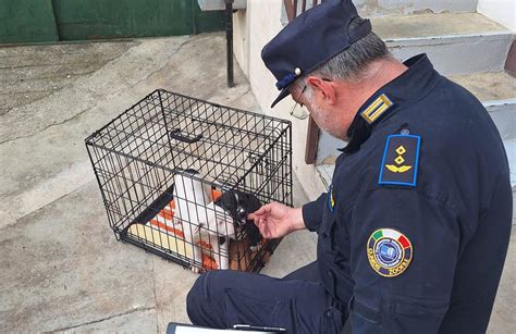 Cuccioli In Gabbia E Senzacqua Erano Solo Giocattoli Per I Figli