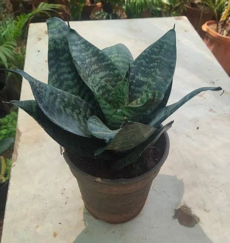 Indoor Snake Plant at Rs 250/piece | Snake Plant in Mumbai | ID ...