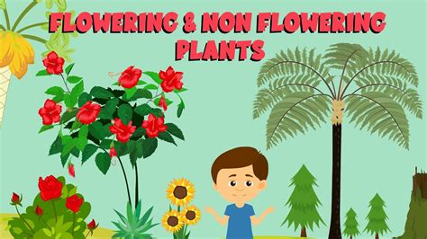 Compare The Life Cycle Of Flowerless Seed Plants And Flowering | Best ...