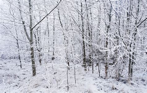 Wallpaper white, forest, winter, tree for mobile and desktop, section ...