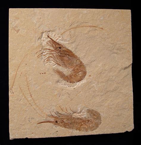 Fossil shrimp for sale: BuriedTreasureFossils