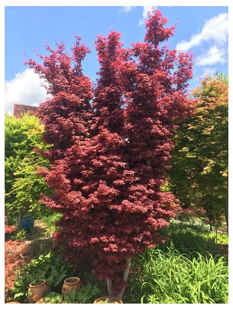 Acero Rosso Giapponese Acer Palmatum Dissectum Garnet Pianta In Vaso