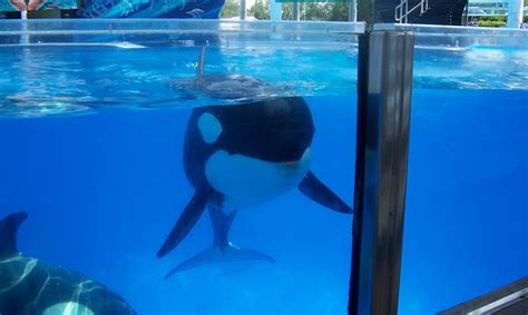 Orcas In Captivity