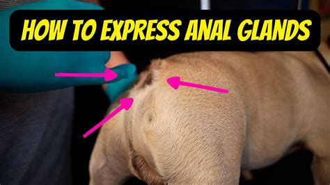 How To Express Anal Glands The French Bulldog Youtube