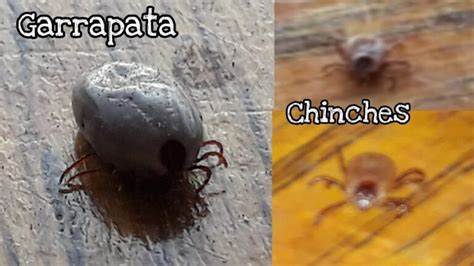 Diferencia Entre Garrapata Y Chinche Actualizado Agosto