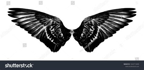 Black Wings Isolated On White Background Stock Photo