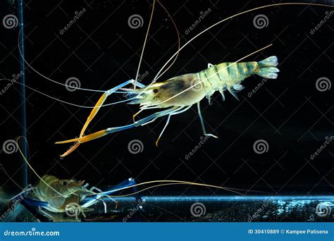 Tiger Prawn In Tank Stock Image Image Of Seafood Protein 30410889