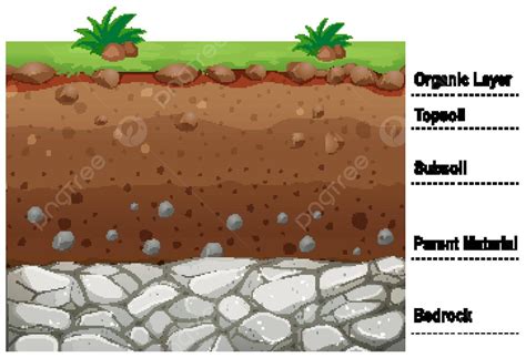 Diagram Showing Different Layers Of Soil Artistic Picture Learn Vector